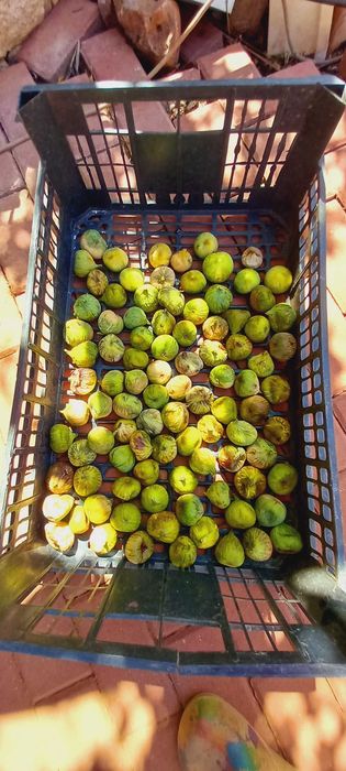 Figos secos do Algarve