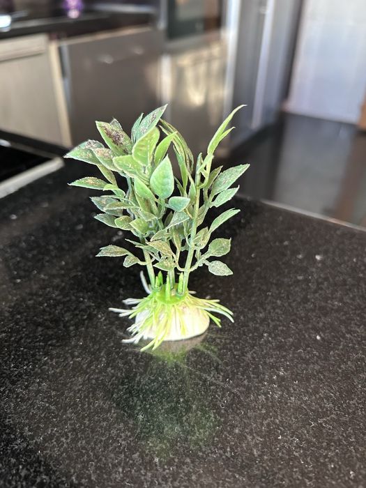 Plantas para Aquário