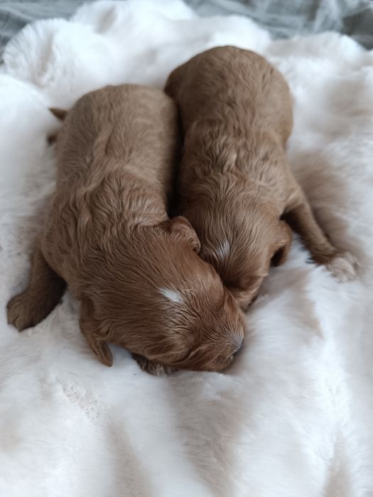 ***Śliczne Cavapoo**