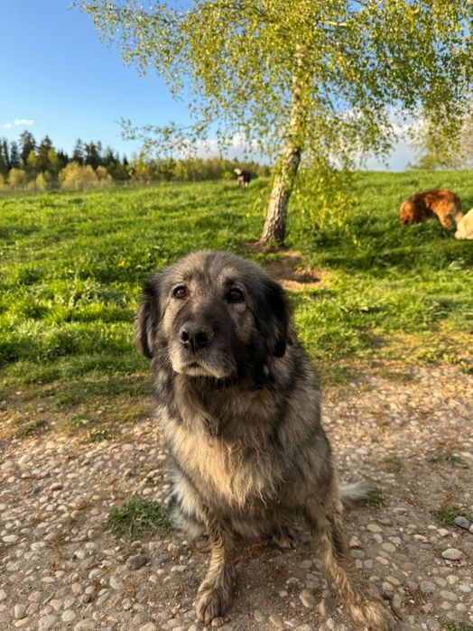 Suczka owczarka Kraskiego szuka domu