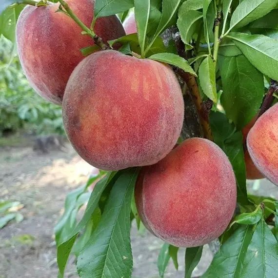 Саженцы персик, слива, абрикос, груша, яблоня, черешня, смородина.