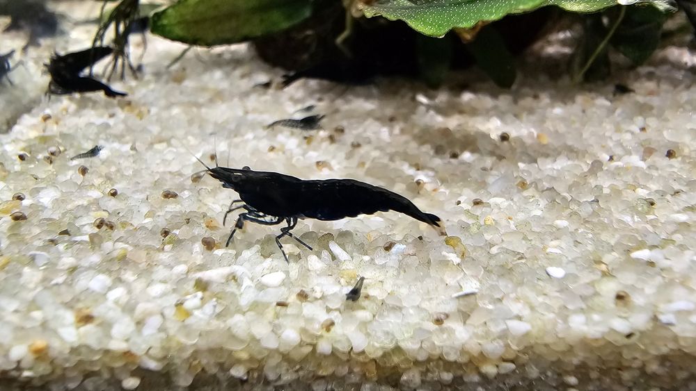 Krewetki black czarne krewetka black 1 szt.