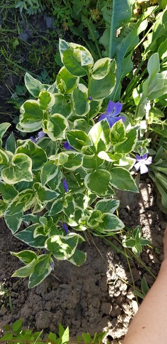 Очіток Седум великі кущі, очиток,барвінок