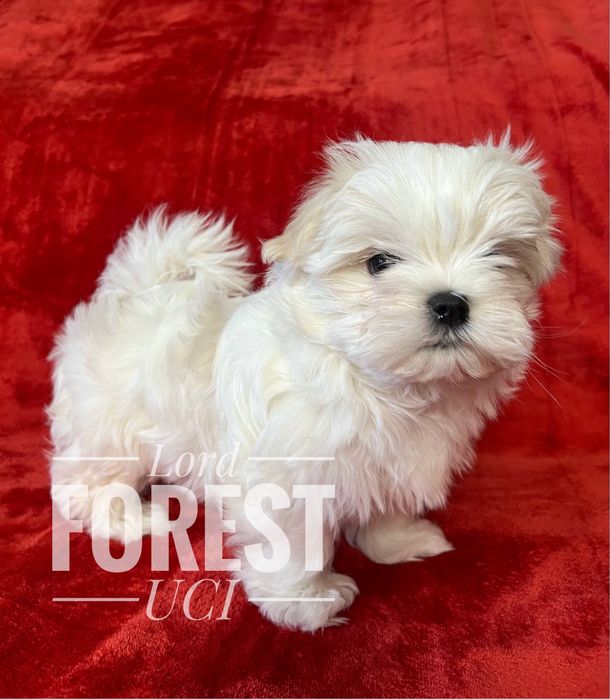 Maltańczyk Piesek  ZHPR