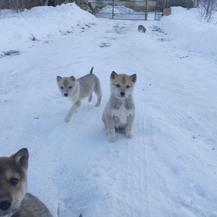 Лайки.Цуценята Західносибірські лайки.