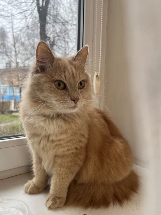 Шукаємо люблячі руки для нашої кішечки