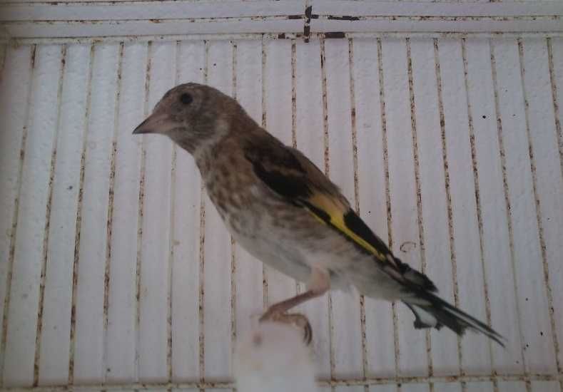 Carduelis Carduelis anilhados de 2026