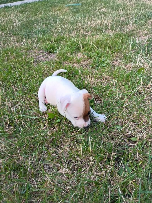 Jack Russell terrier Krótkowłosa