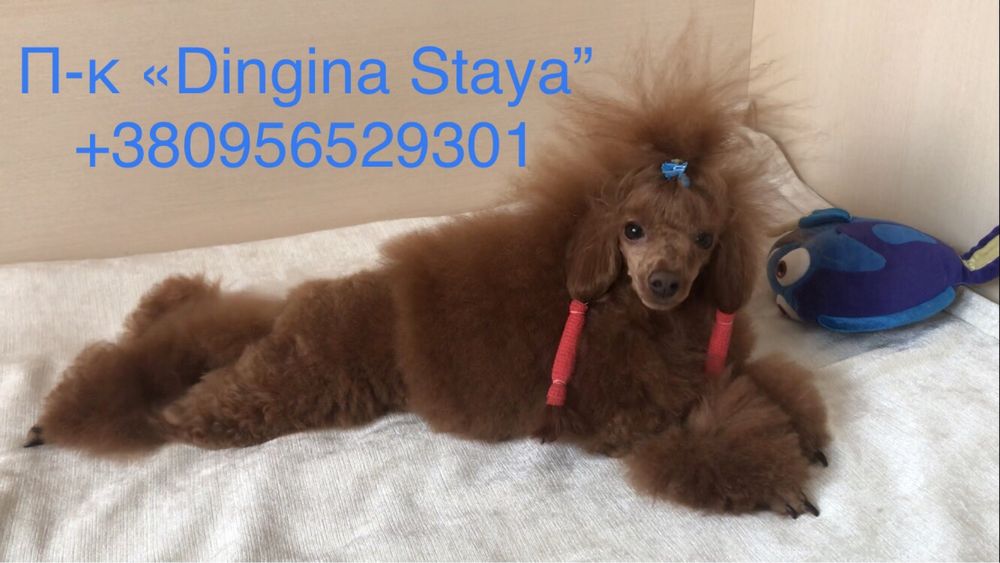 Красный той пудель для вязок