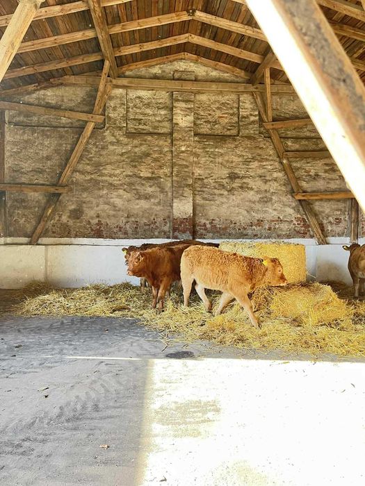 Jałówki mięsne limuze