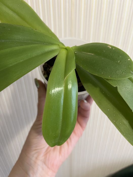 Орхідея фаленопсис Liodoro ароматна