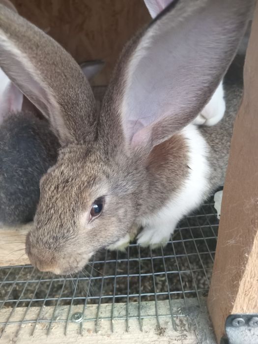 Продаж кролів молодняк.