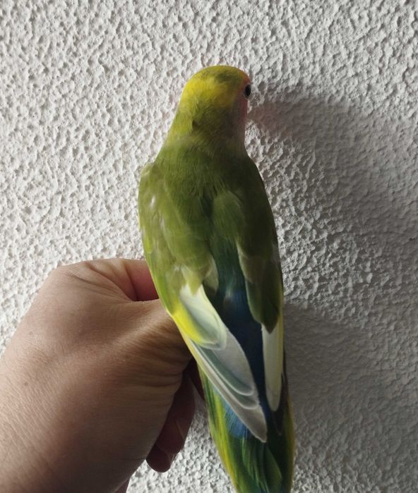 Agapornis roseicollis domesticado 2024 arlequim