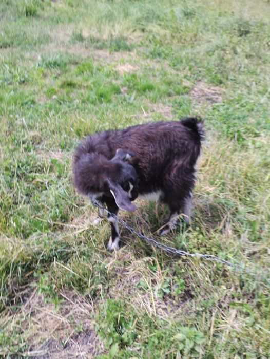 Козеня шукає дім