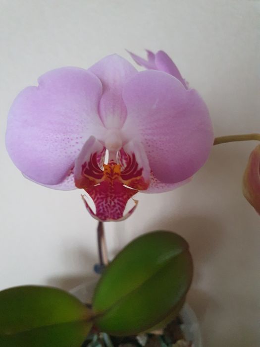 Цветущие домашние орхидеи