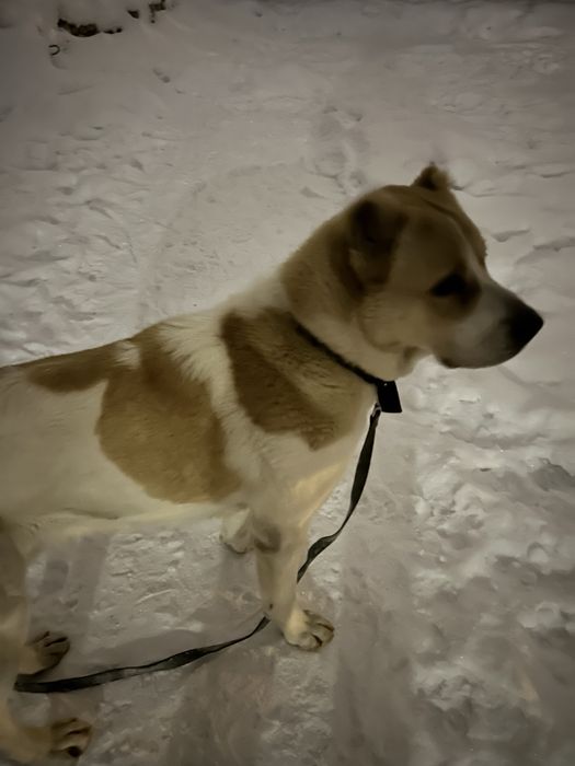 алабай середньо-азійська вівчарка