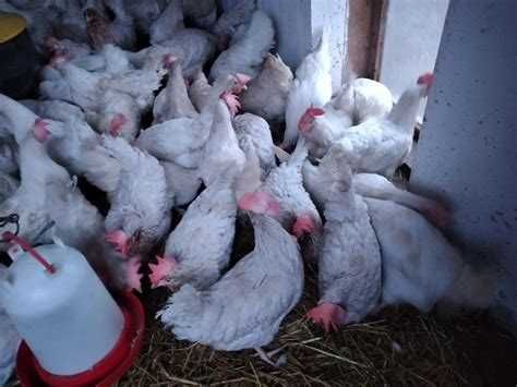 Kury lohmann Sandy od 5 zł 30zł Messa 30zł  z jakiem dowóz od 20 sztuk