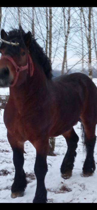 Ogier Sztum zimnokrwisty