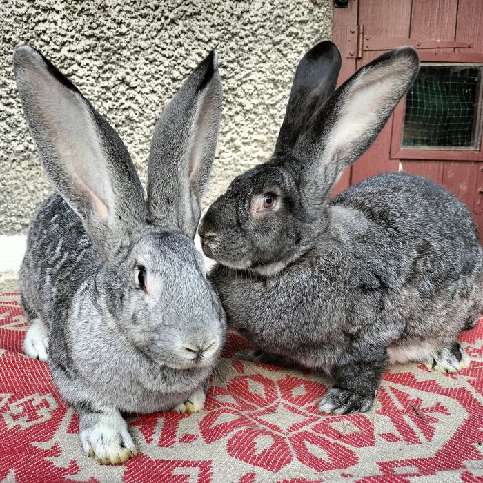 Кролі різних порід