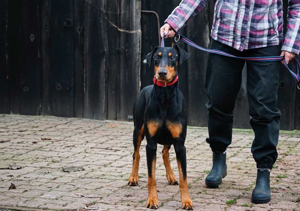 REGON - piękny pies w typie doberman