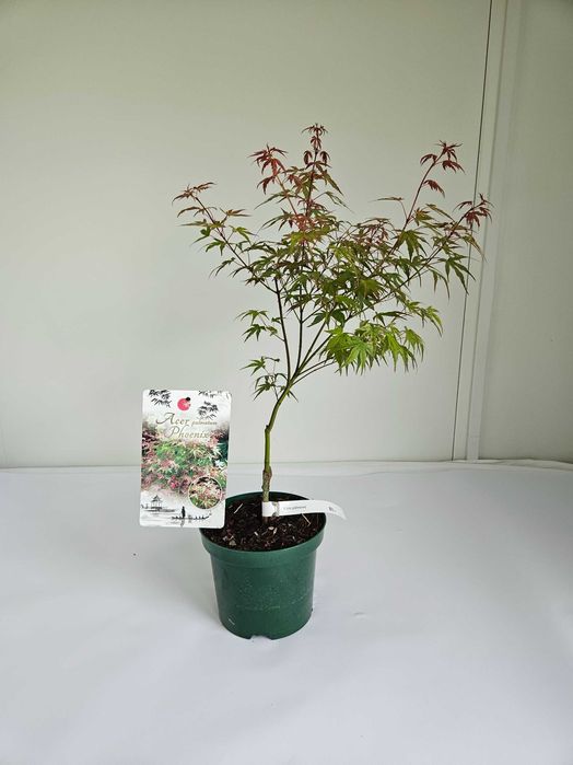 Klon palmowy 'Phoenix' (Acer palmatum 'Phoenix')