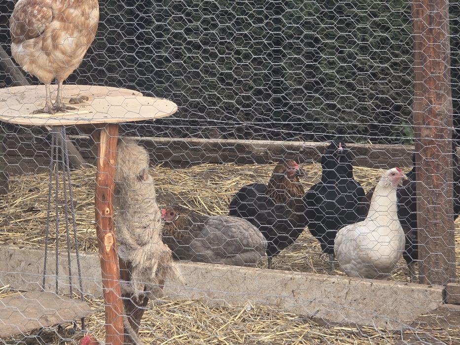 Kury araukany kury silki kury rosy pisklaki araukany