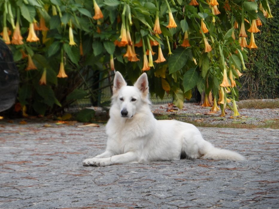 Cachorro Pastor Branco suíço