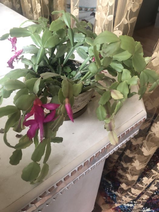 Рождественник/ різдвяник