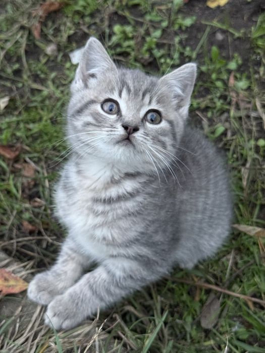 Віддамо кошенят в хороші руки