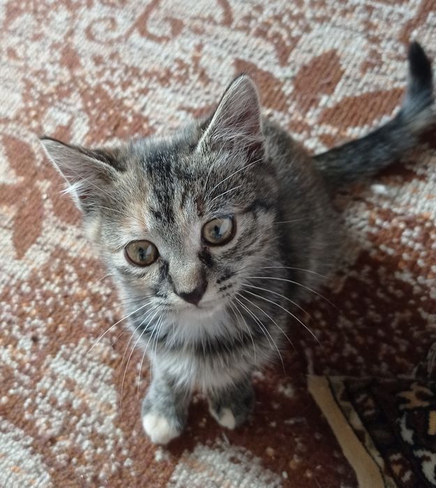 котеня в добрі руки