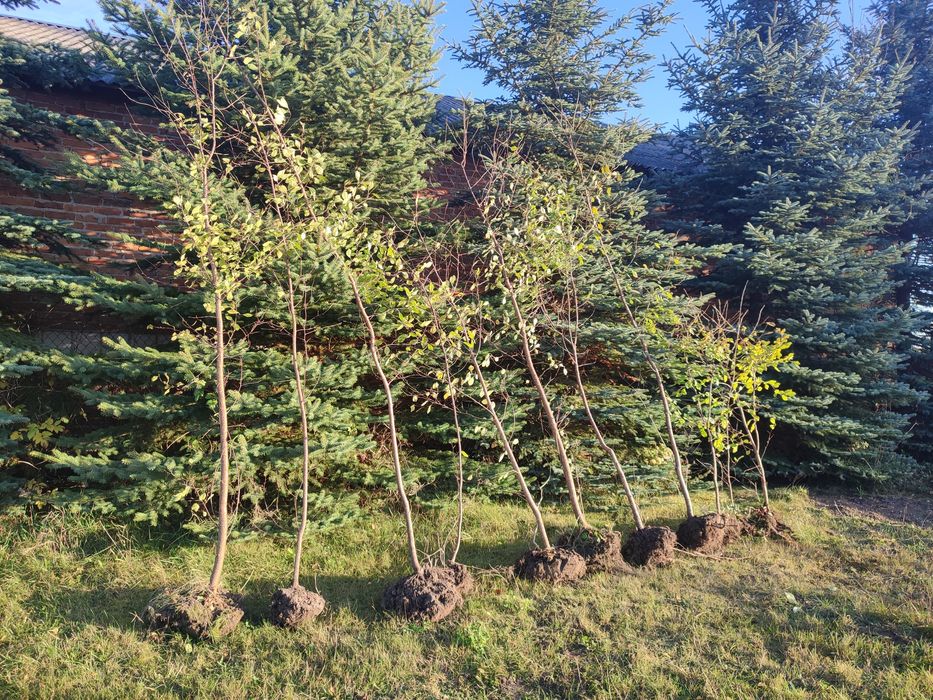 Piękne sadzonki wiśni