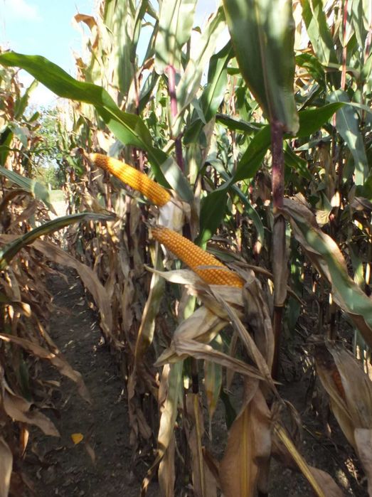 Nasiona kukurydzy ROBLETO kiszonka FAO 240 (80 tys.)