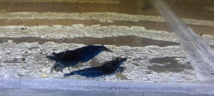 Sprzedam krewetki blues velvet