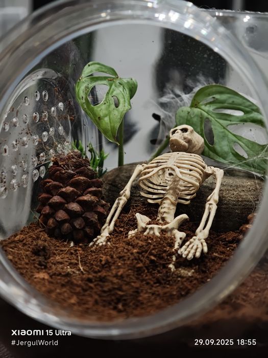 Pająk, Ptasznik Caribena versicolor z wystrojem.