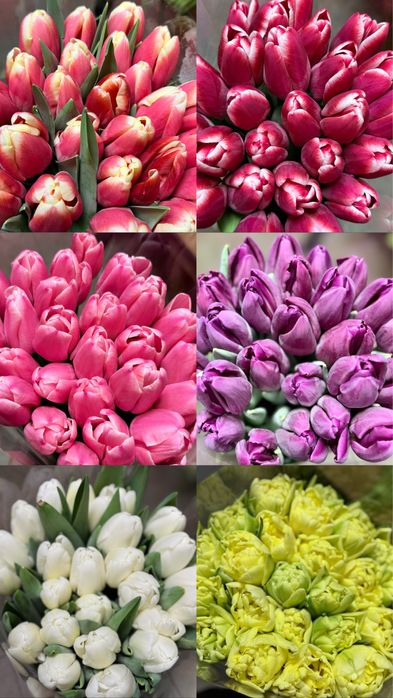 Тюльпани,  опт, самовивіз, до 8 березня