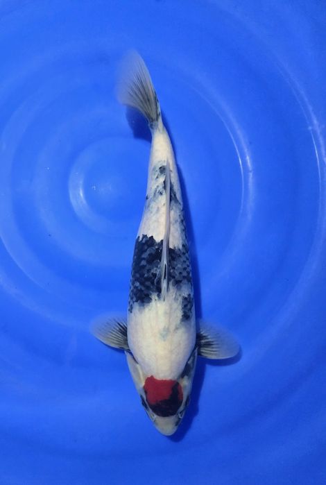 Karpie Koi na sprzedaż