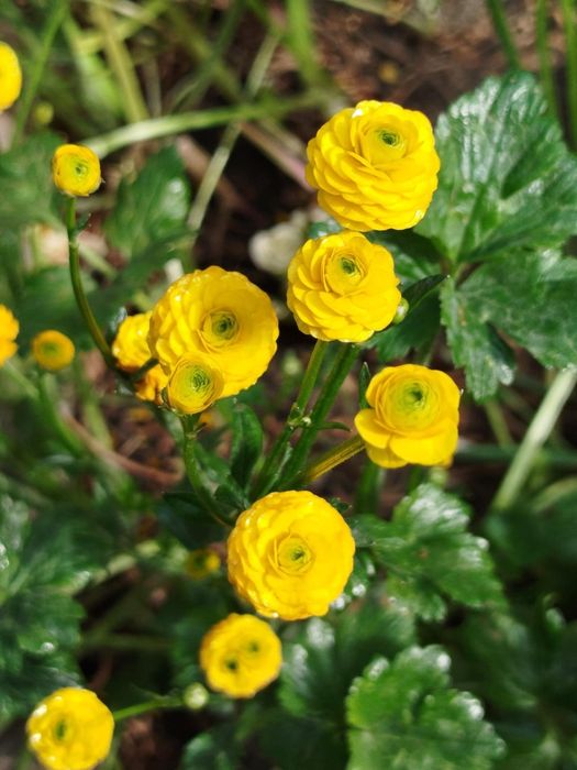 Лютики  и другие  многолетние садовые растения.