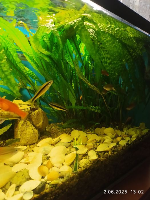 Kryptokoryna karbowana