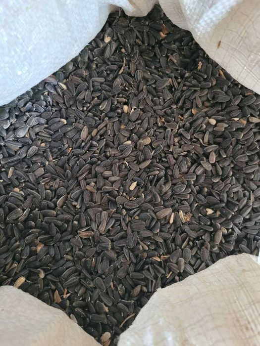 Соняшник подсолнух семочка