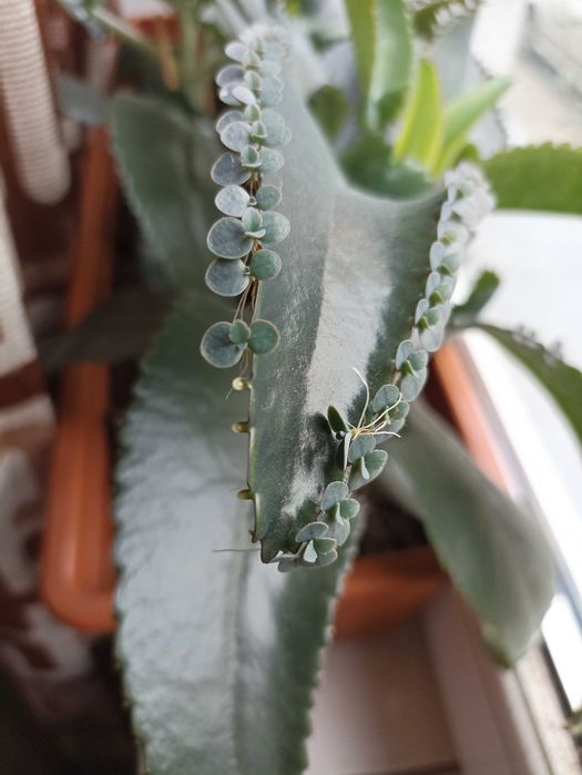 Кiełki kalanchoe. Kalanchoe daigremontiana
