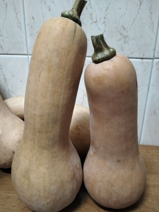Abóbora manteiga 1.20 kg vários tamanhos