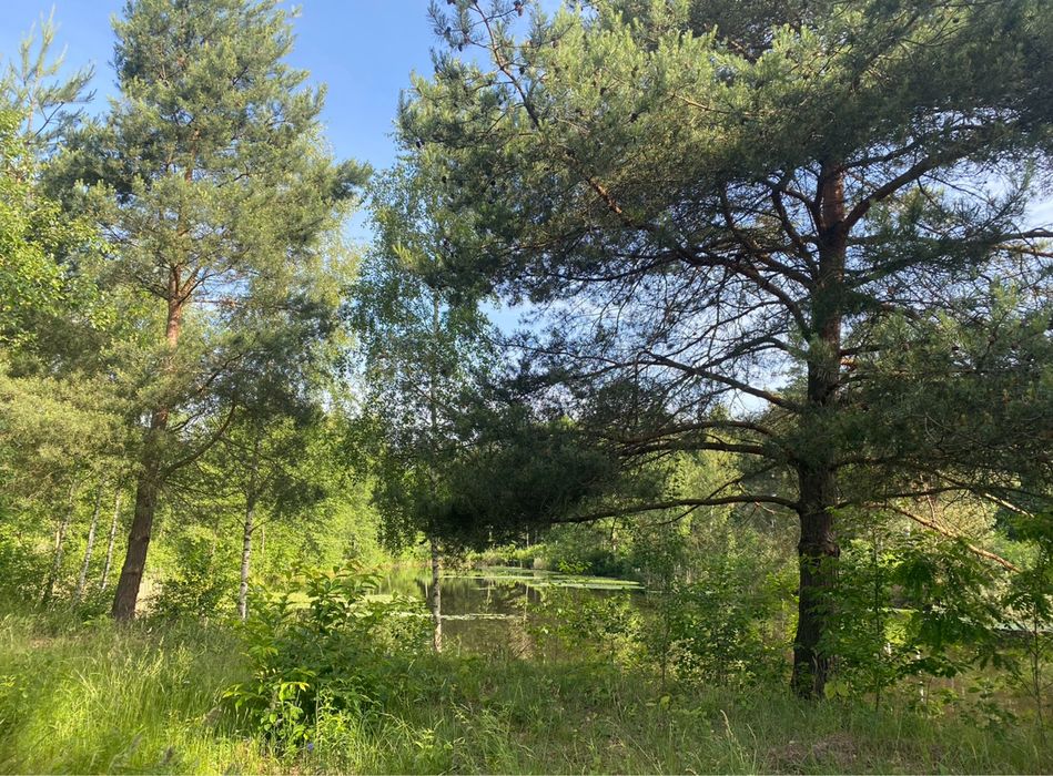Działka ze stawami koło Grodziska Mazowieckiego - Widok 4