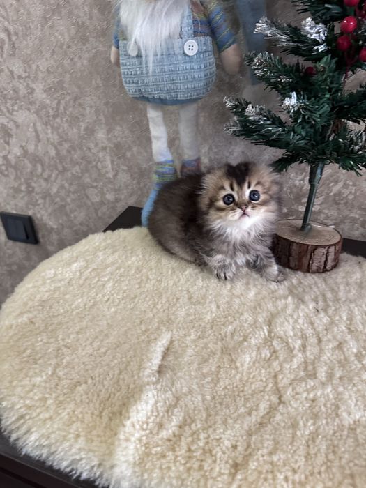 Шотландські кошенята