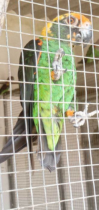 Papagaios criados á mão