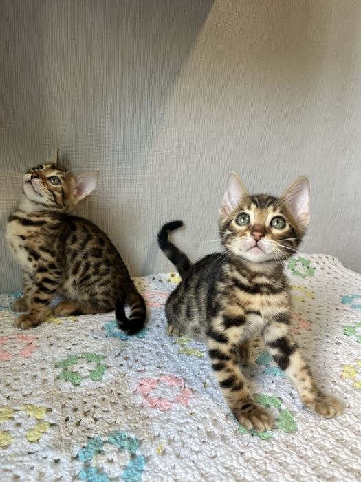 Бенгальські кошенята