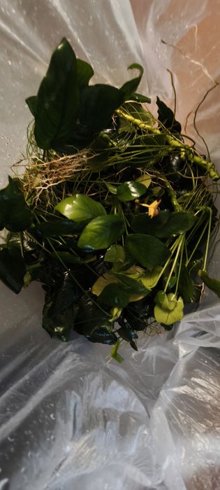 Anubias barteri mega porcja