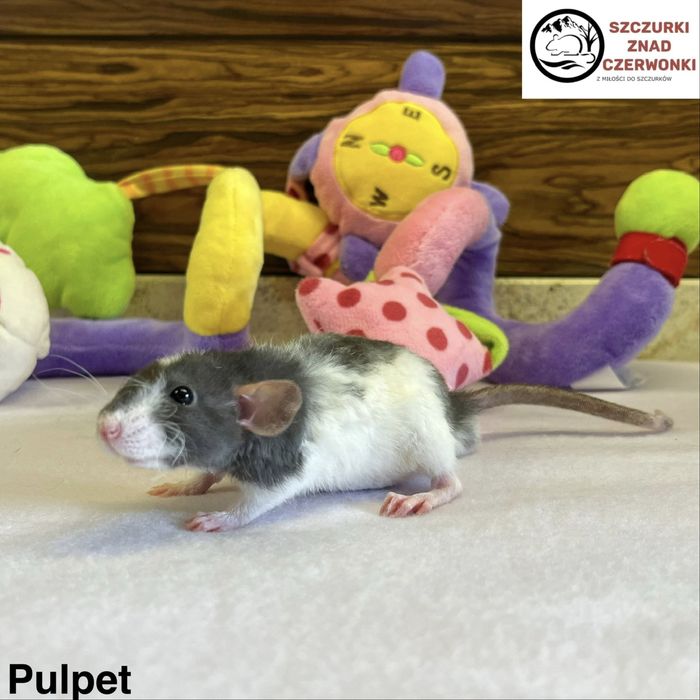 Piękne szczurki dumbo rex miot P szczur szczury szczurki