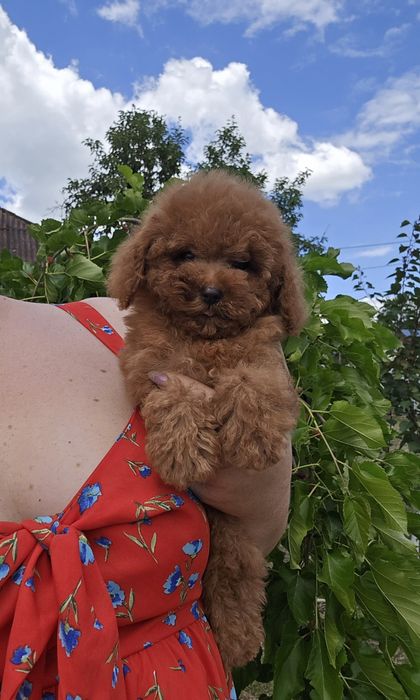 Маленький красунчик