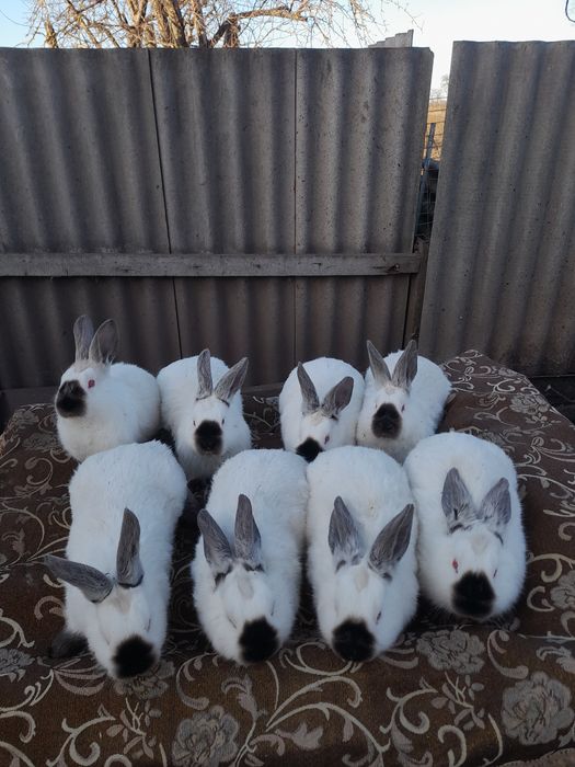 Продам кроликів Каліфорнії
