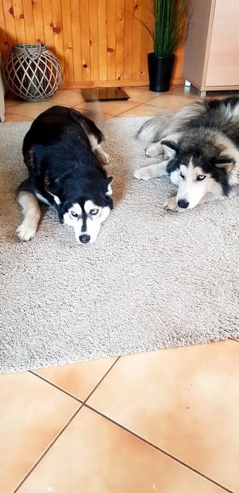 Śliczna Husky niebieskooka